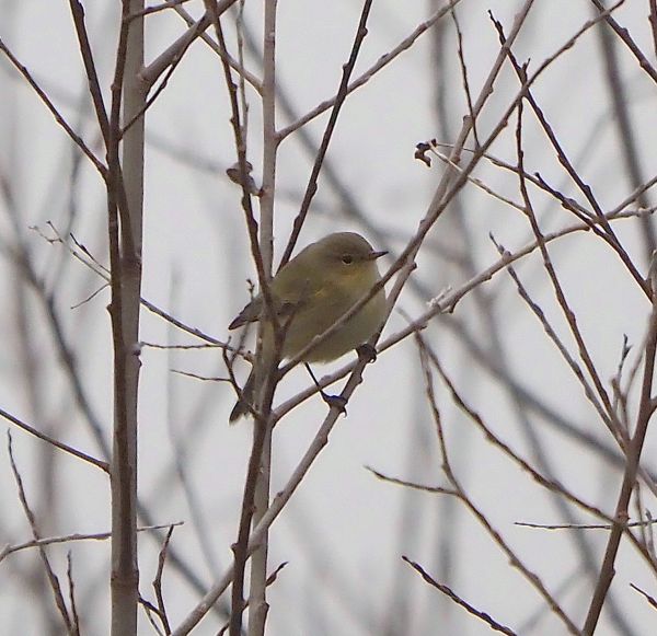 Aiuto id. - forse un Lui?  S�, Lu� piccolo