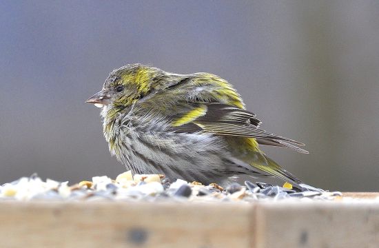 Verdone (Chloris chloris) prepotente