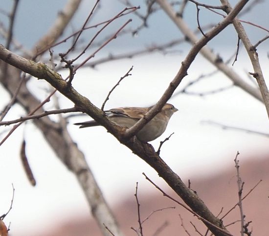 Passere: Passer italiae