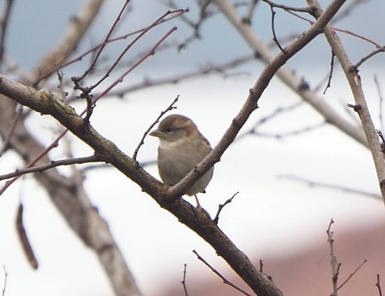 Passere: Passer italiae