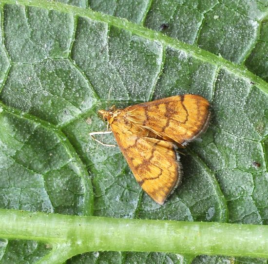 Anania verbascalis ? S !