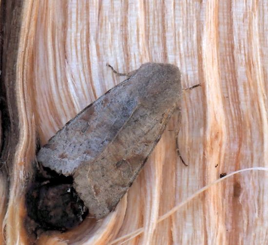 Orthosia incerta