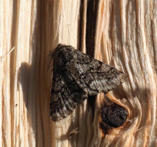 Lycia hirtaria