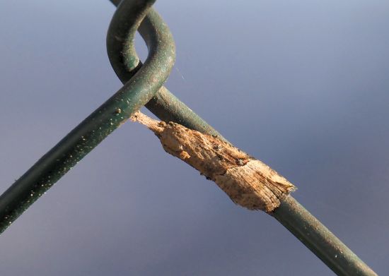 Hypena rostralis - Erebidae