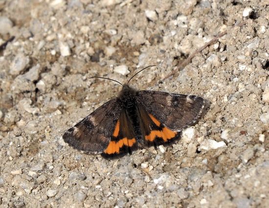 Boudinotiana parthenias? S�, Archiearis (=Boudinotiana) parthenias