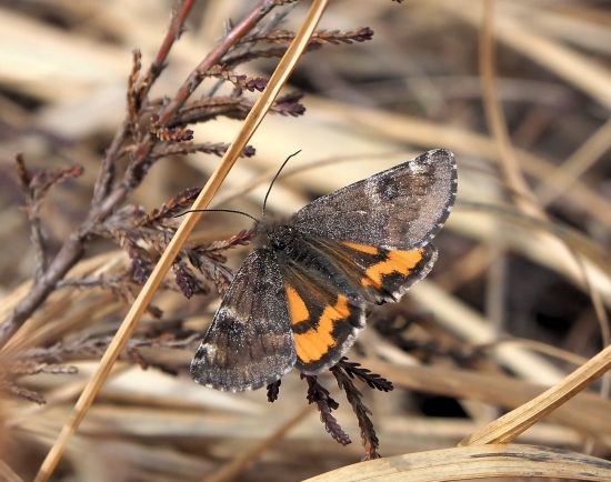 Boudinotiana parthenias? S�, Archiearis (=Boudinotiana) parthenias