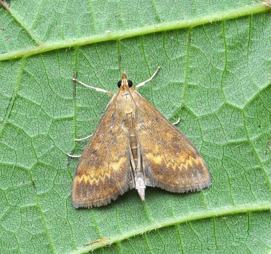Ostrinia nubilalis ? S !