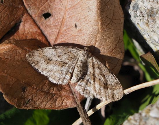 Ectropis crepuscularia - Geometridae ?    S !