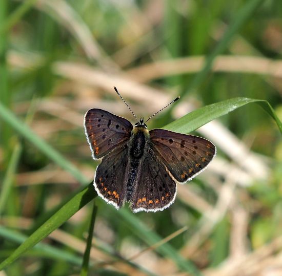 Lycaena tityrus