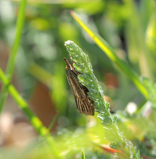 Crambus lathoniellus ? No! Thisanotia chrysonuchella - Crambidae