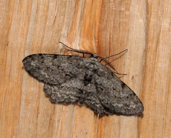 Ectropis crepuscularia - Geometridae ?    S !