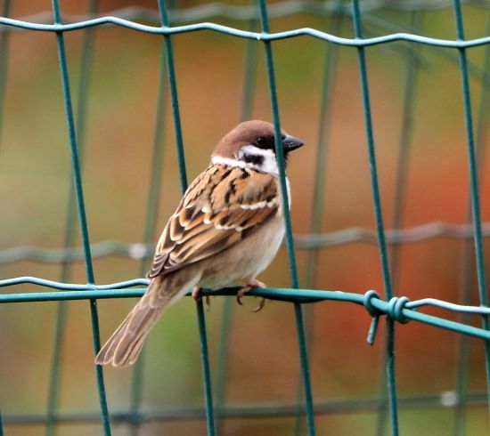 Passera mattugia (Passer montanus)