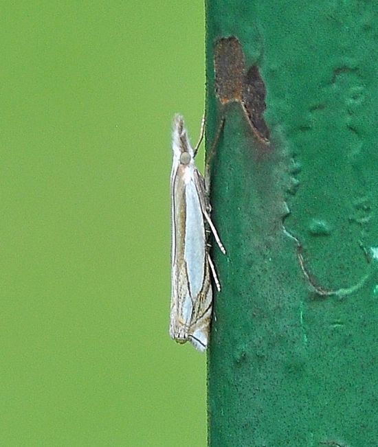 Crambus pascuella ?  S !