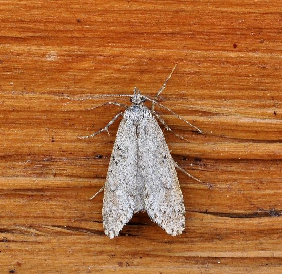 Diurnea fagella - Chimabachidae e cfr. Scoparia sp. - Crambidae