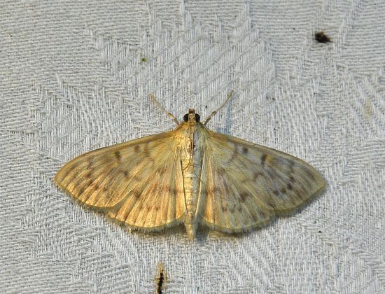 Crambidae: Ostrinia hyalinalis ?   S... Paratalanta  (=Ostrinia) hyalinalis