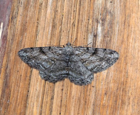 Peribatodes rhomboidaria ? S