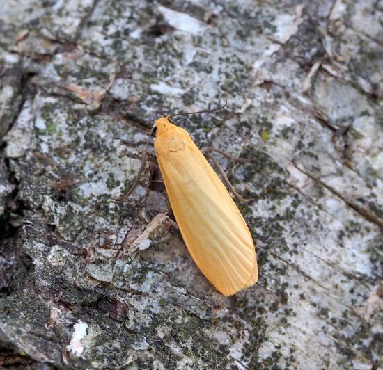 Eilema sororcula ? S - Erebidae Arctiinae