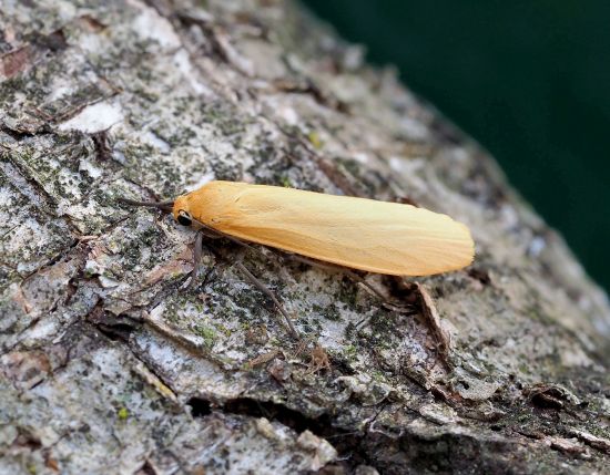 Eilema sororcula ? S - Erebidae Arctiinae