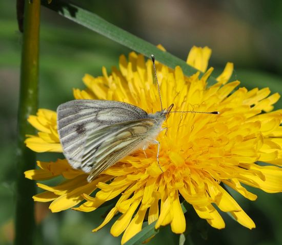 Pieris napi, femmina da confermare