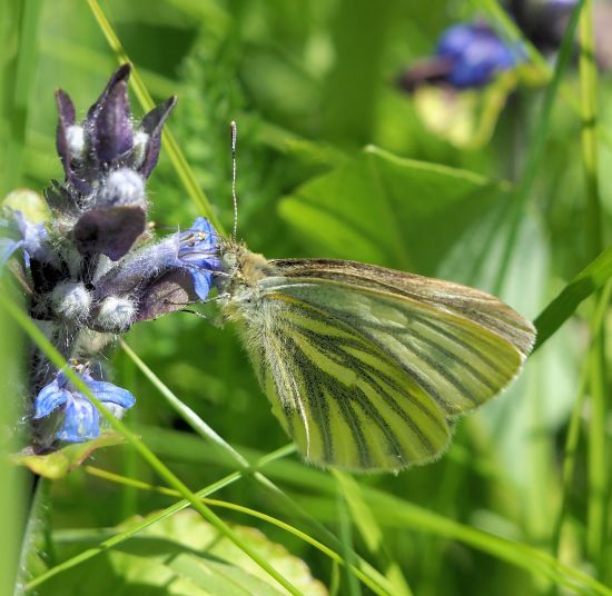 Pieris napi, femmina da confermare