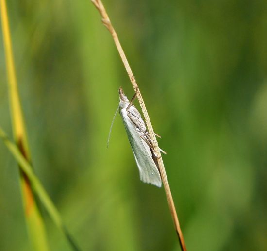 Quale Crambidae ?  S, Crambus perlella