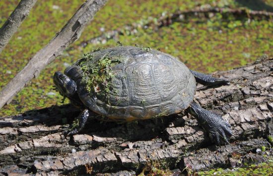 Testuggine: Trachemys scripta elegans (cfr) da conf.