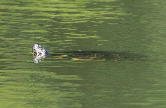 Trachemys scripta da confermare