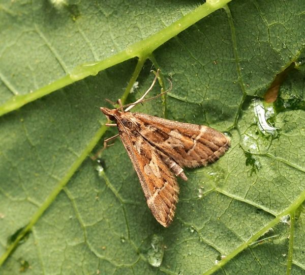 Crambidae: Diasemia reticularis?  S !