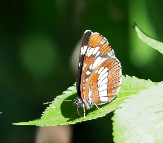 Neptis rivularis