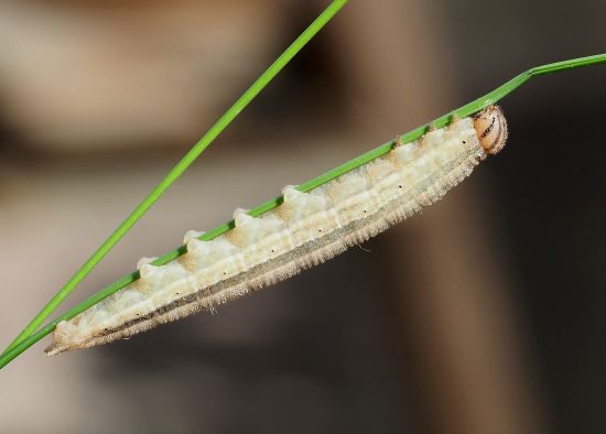 bruco di Minois dryas ?