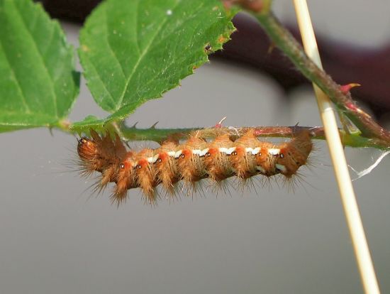 bruco di Vanessa cardui ? - No, Acronicta rumicis