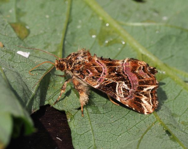 Callopistria juventina