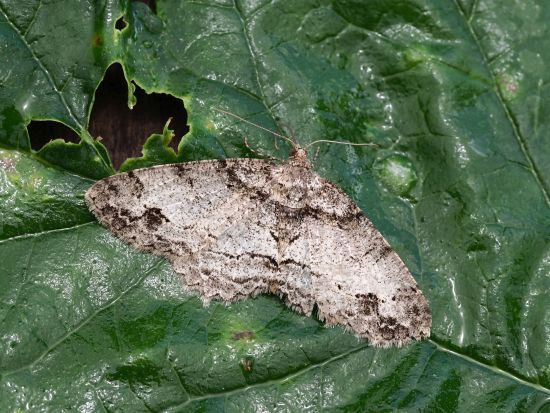 Peribatodes secundaria? No, Paradarisa consonaria