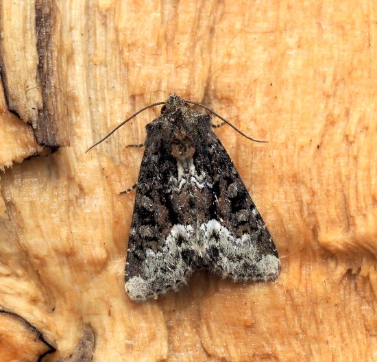 Oligia sp. - Noctuidae