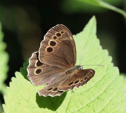 Lopinga achine