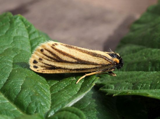Setina aurita forma ramosa (?)  S, ma... cfr.