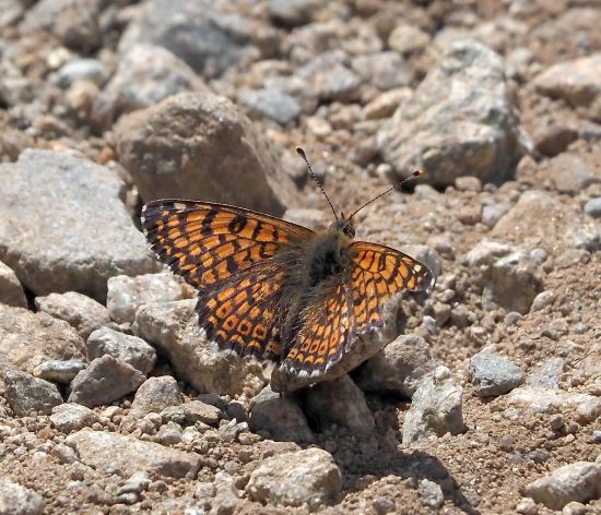 Melitaea cinxia (?)  S