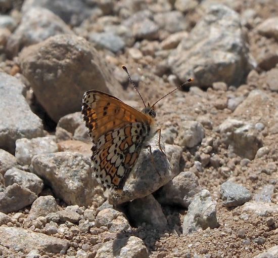 Melitaea cinxia (?)  S