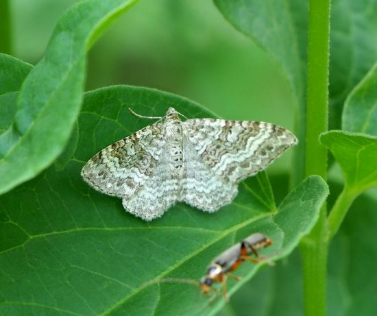 Geometridae:  Epirrhoe molluginata