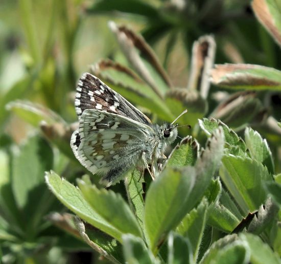 Pyrgus bellieri?  No, Pyrgus carthami