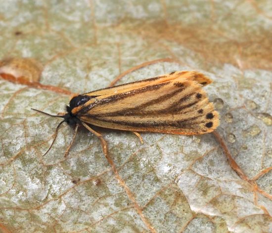 Setina aurita forma ramosa (?)  S, ma... cfr.