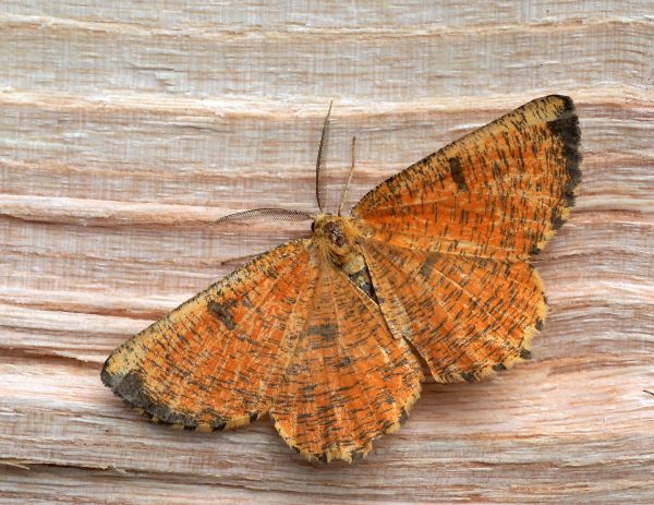 Angerona prunaria - geometridae