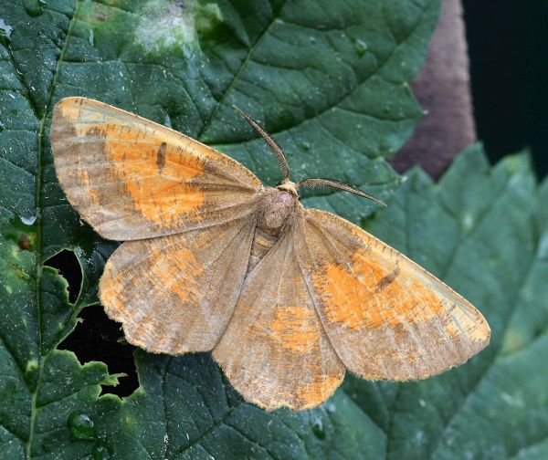 Angerona prunaria - geometridae