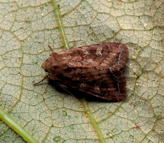 Lacanobia