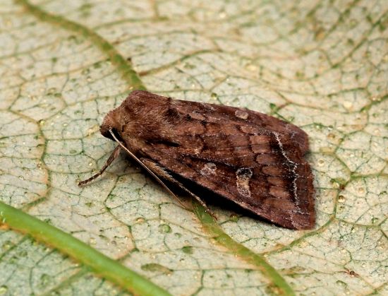 Lacanobia
