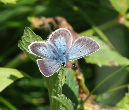 Polyommatus damon?  No, Aricia nicias, maschio