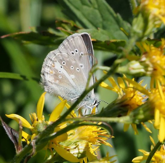 Polyommatus damon?  No, Aricia nicias, maschio