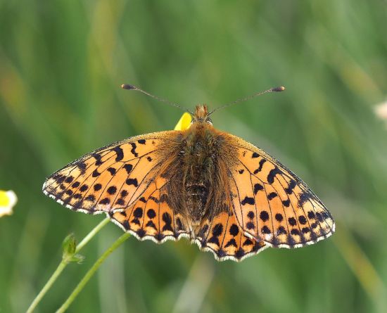 Boloria graeca