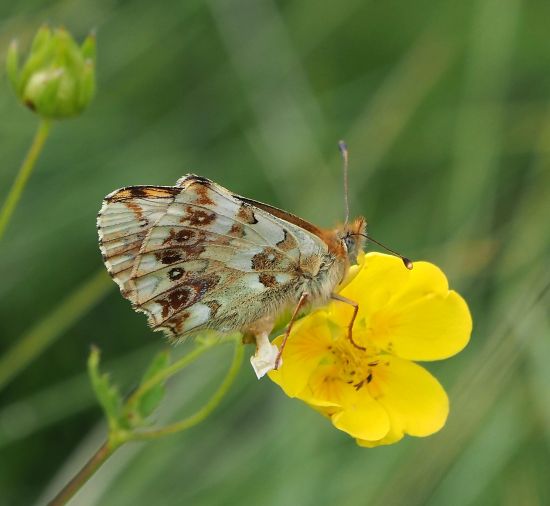 Boloria graeca