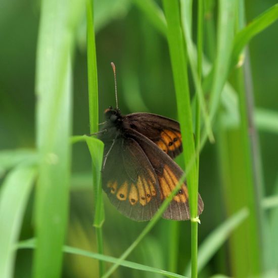 che Erebia? Erebia alberganus